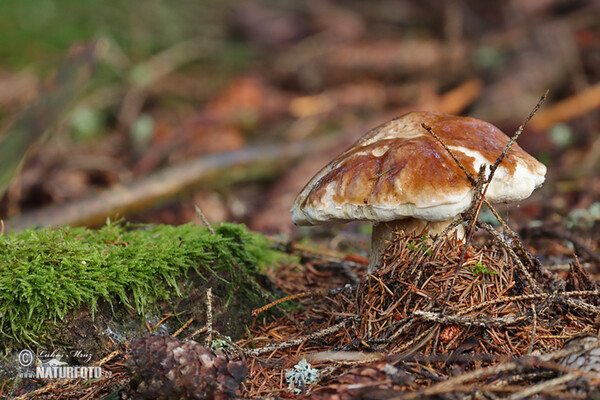 Steinpilz (Boletus edulis)