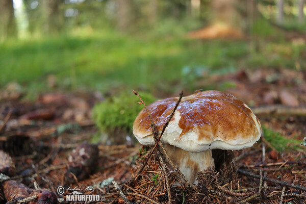 Steinpilz (Boletus edulis)