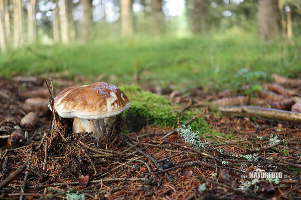 Steinpilz (Boletus edulis)