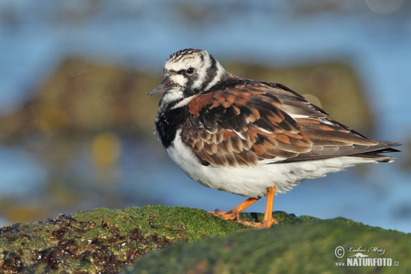 Steinwälzer (Arenaria interpres)