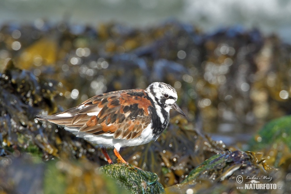 Steinwälzer (Arenaria interpres)