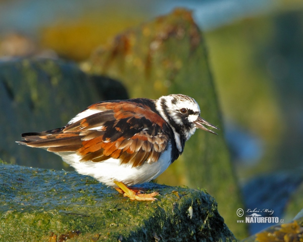 Steinwälzer (Arenaria interpres)