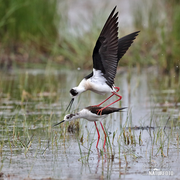 Stelzenläufer (Himantopus himantopus)