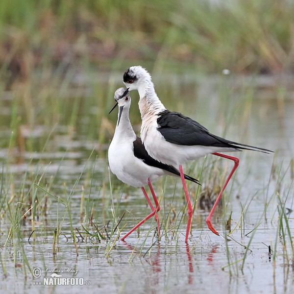 Stelzenläufer (Himantopus himantopus)