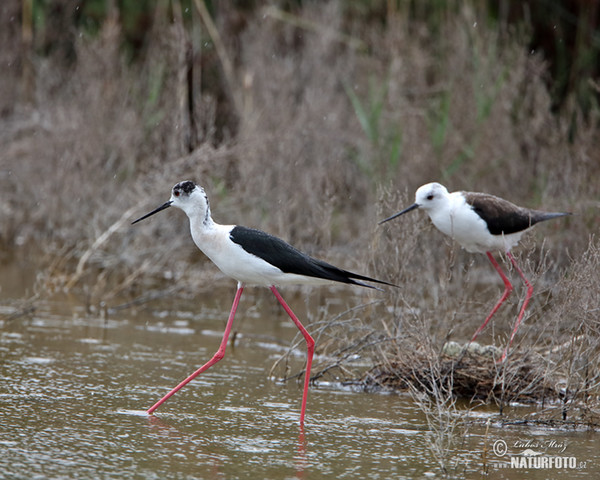 Stelzenläufer (Himantopus himantopus)