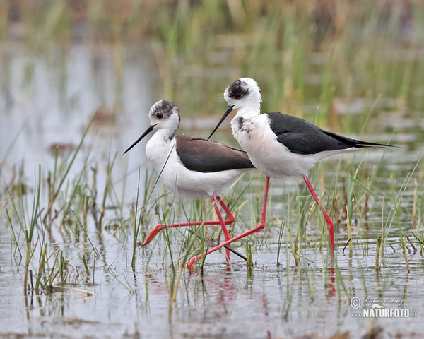 Stelzenläufer (Himantopus himantopus)