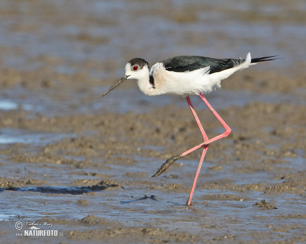 Stelzenläufer (Himantopus himantopus)