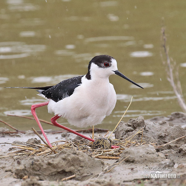 Stelzenläufer (Himantopus himantopus)