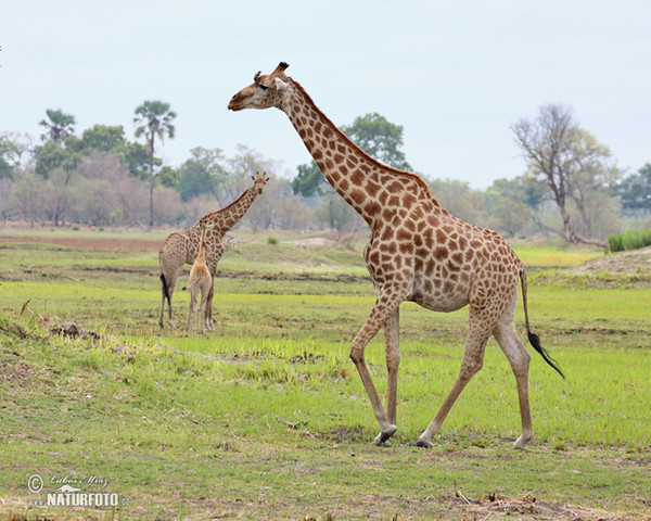 Steppengiraffe (Giraffa camelopardalis giraffa)