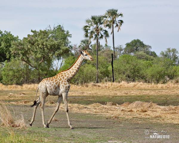 Steppengiraffe (Giraffa camelopardalis giraffa)