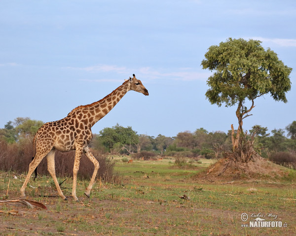 Steppengiraffe (Giraffa camelopardalis giraffa)