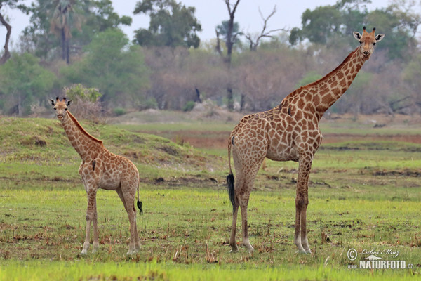 Steppengiraffe (Giraffa camelopardalis giraffa)