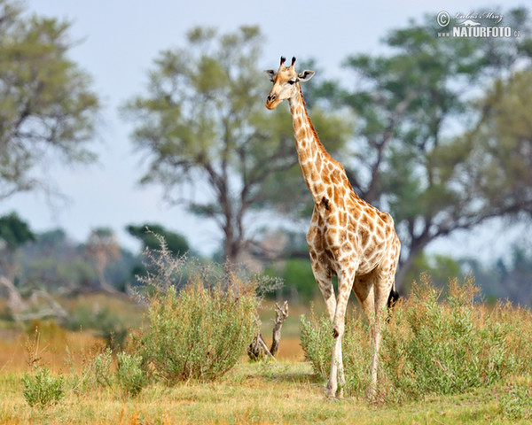 Steppengiraffe (Giraffa camelopardalis giraffa)