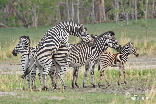 Steppenzebra (Equus quagga burchellii)