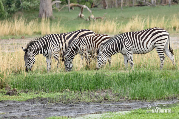 Steppenzebra (Equus quagga burchellii)