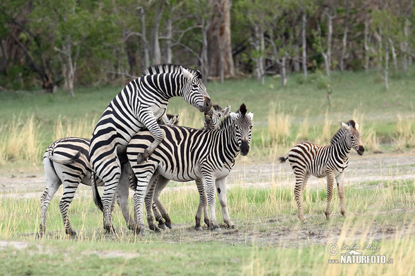 Steppenzebra (Equus quagga burchellii)