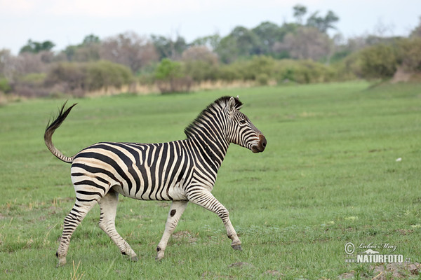 Steppenzebra (Equus quagga burchellii)