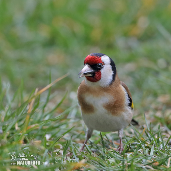 Stieglitz (Carduelis carduelis)