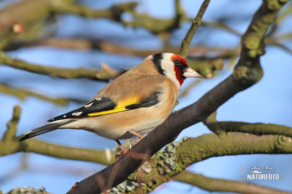 Stieglitz (Carduelis carduelis)