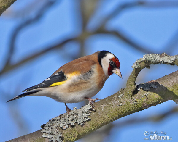 Stieglitz (Carduelis carduelis)