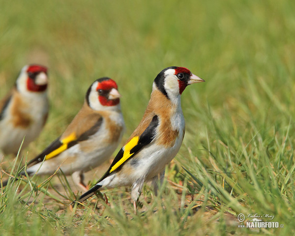 Stieglitz (Carduelis carduelis)