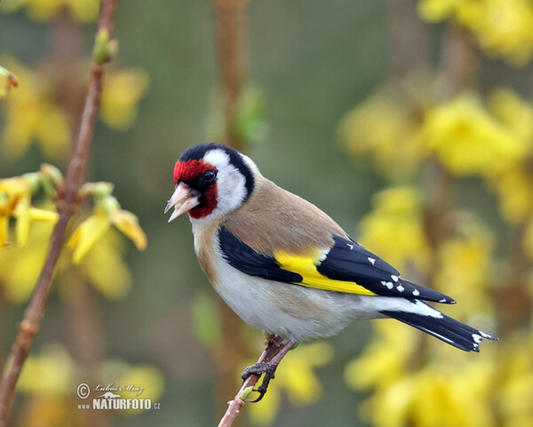 Stieglitz (Carduelis carduelis)