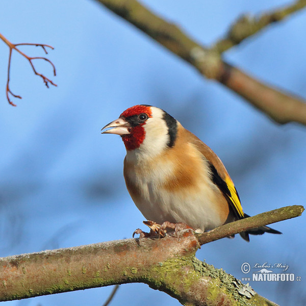 Stieglitz (Carduelis carduelis)