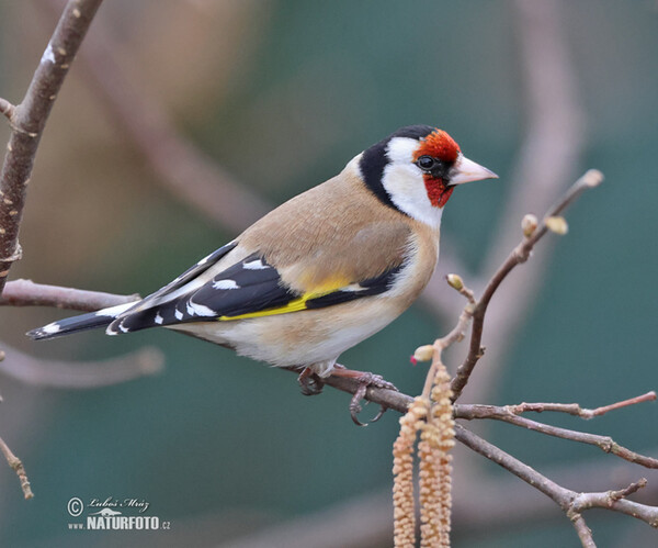 Stieglitz (Carduelis carduelis)