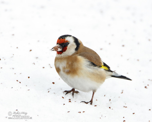 Stieglitz (Carduelis carduelis)