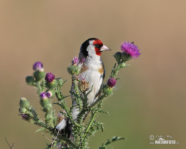 Stieglitz (Carduelis carduelis)