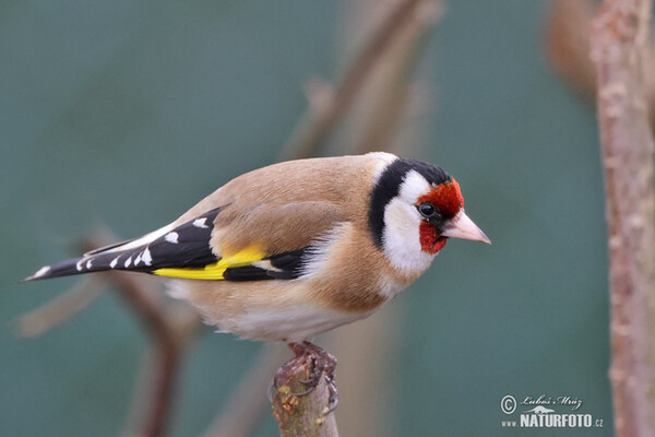 Stieglitz (Carduelis carduelis)