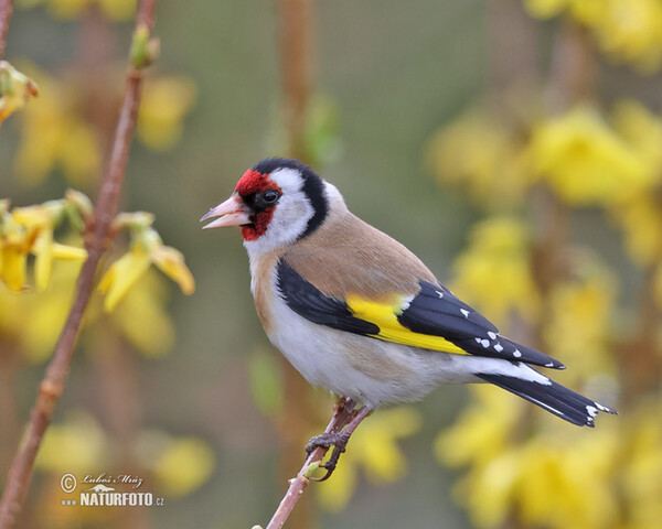 Stieglitz (Carduelis carduelis)