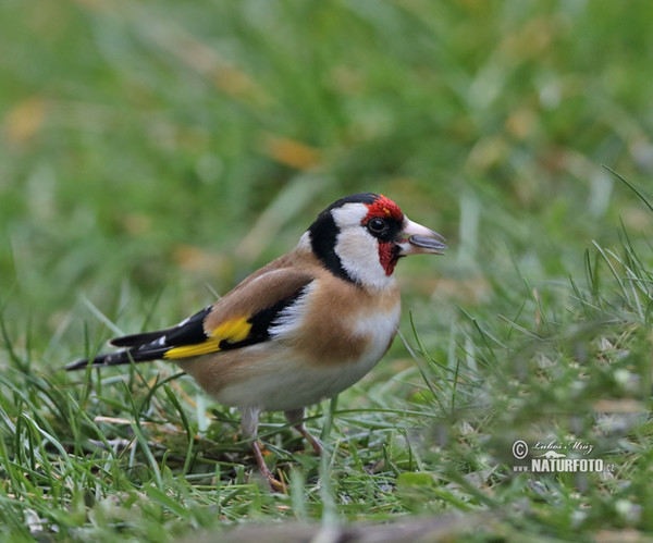 Stieglitz (Carduelis carduelis)