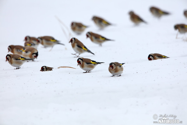 Stieglitz (Carduelis carduelis)