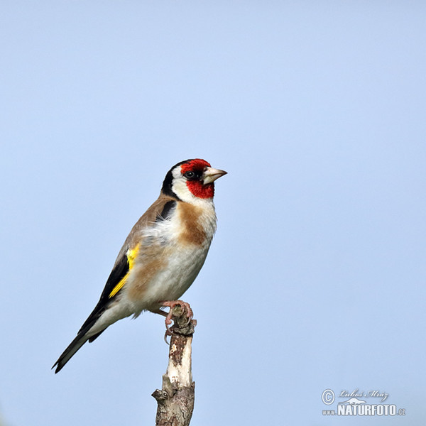 Stieglitz (Carduelis carduelis)