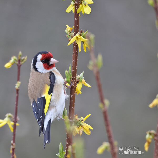 Stieglitz (Carduelis carduelis)