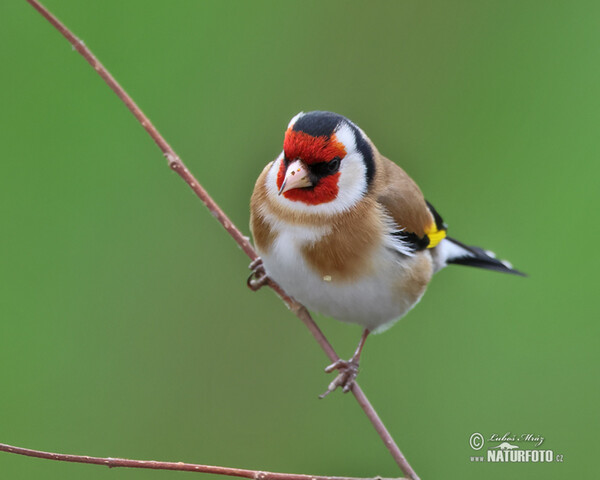 Stieglitz (Carduelis carduelis)