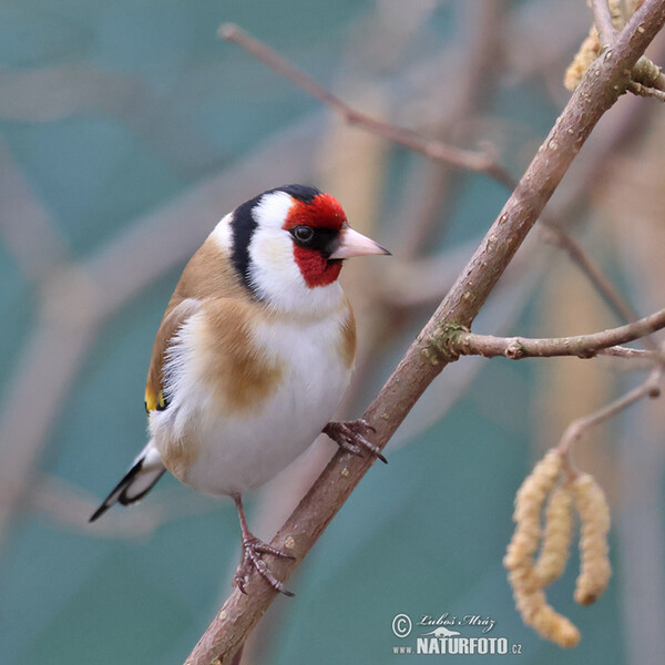 Stieglitz (Carduelis carduelis)