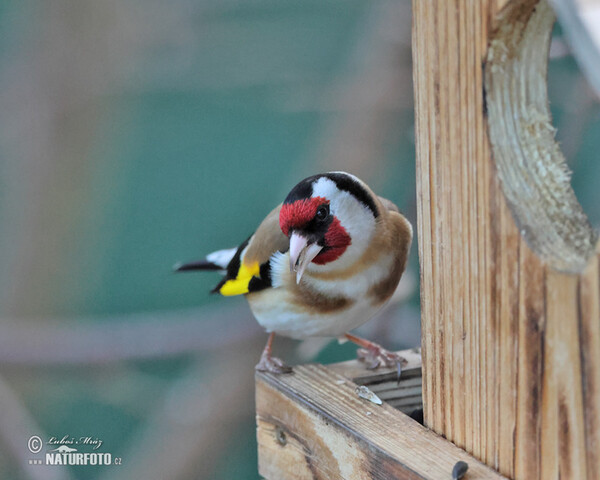 Stieglitz (Carduelis carduelis)