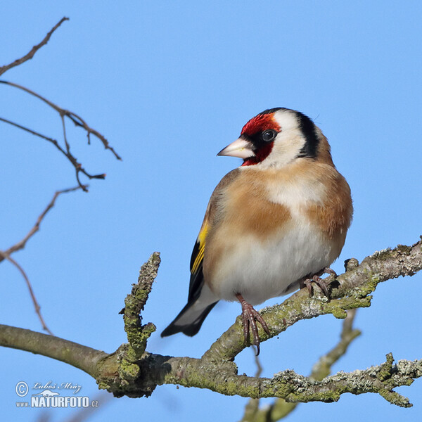 Stieglitz (Carduelis carduelis)