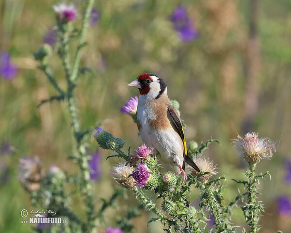 Stieglitz (Carduelis carduelis)