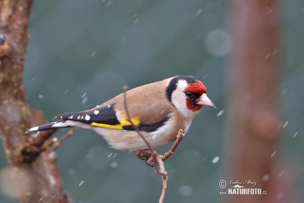 Stieglitz (Carduelis carduelis)