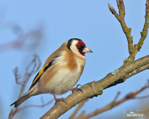 Stieglitz (Carduelis carduelis)