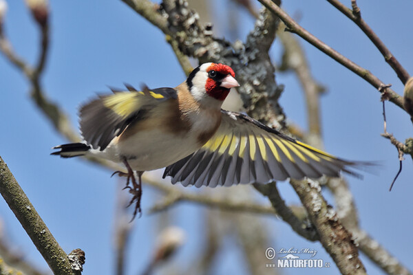 Stieglitz (Carduelis carduelis)