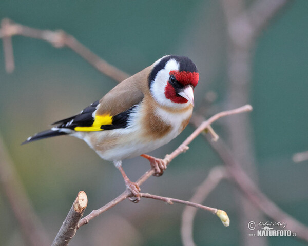 Stieglitz (Carduelis carduelis)