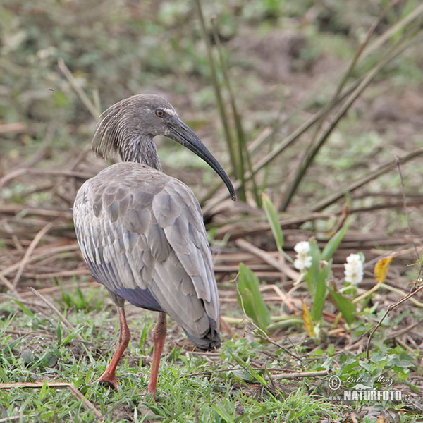 Stirnbandibis (Theristicus caerulescens)