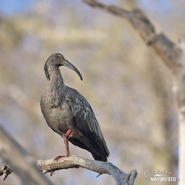 Stirnbandibis (Theristicus caerulescens)