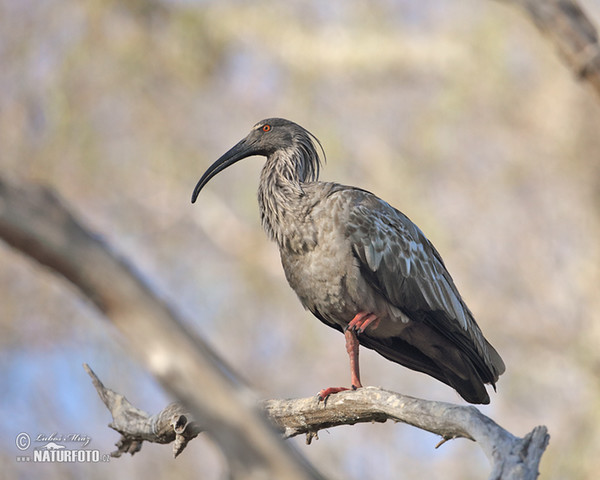 Stirnbandibis (Theristicus caerulescens)