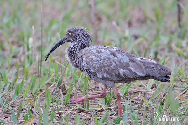 Stirnbandibis (Theristicus caerulescens)