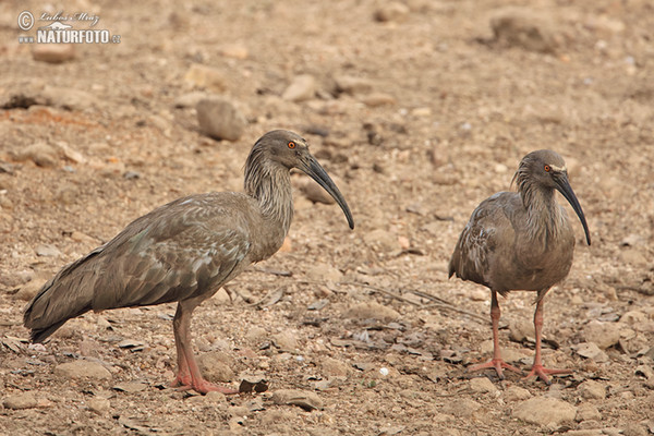 Stirnbandibis (Theristicus caerulescens)